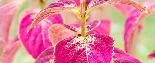 Forskolin Facts & Benefits