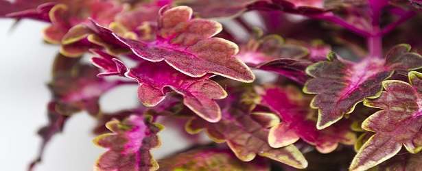 Forskolin And Its Advantages