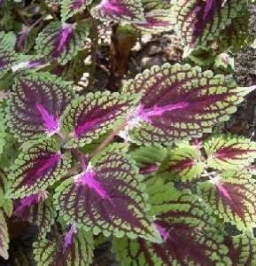 Have You Heard about Forskolin?