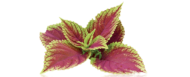 Have You Heard about Forskolin?